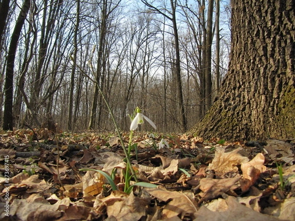 Fototapeta a lot of snowdrop