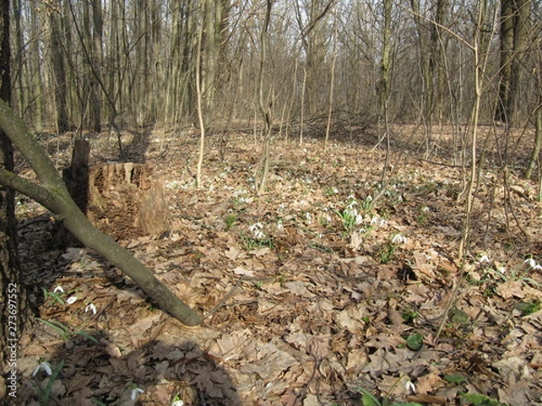 Obraz a lot of snowdrop