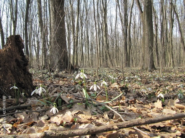 Fototapeta snowdrop flowers
