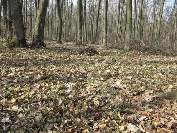 Fototapeta snowdrops