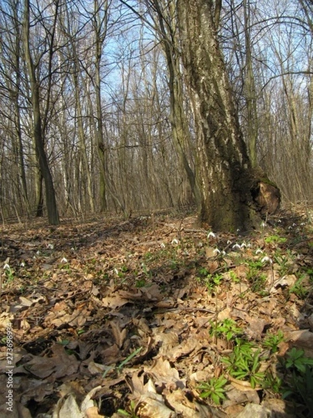 Fototapeta snowdrops