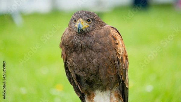 Fototapeta Harris Hawk