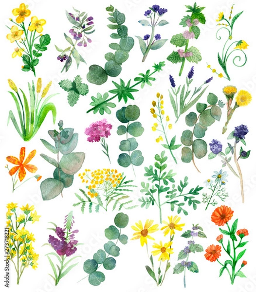 Fototapeta Watercolor hand painted nature set with yellow, orange, violet and blue medicinal flowers and green eucalyptus and herbs branches and leaves collection isolated on white background