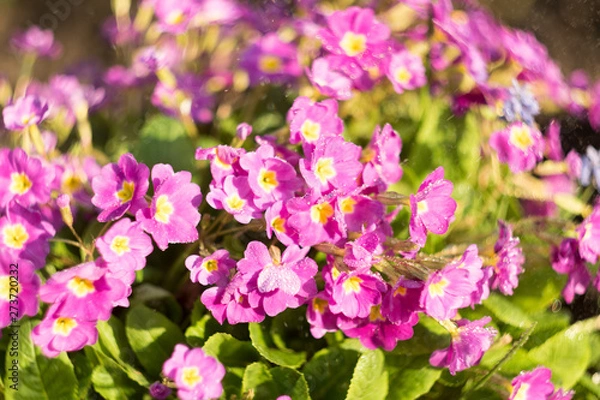 Fototapeta Pink primrose or primula in the spring garden with spray of water. Blurred motion of water spray with deep bokeh