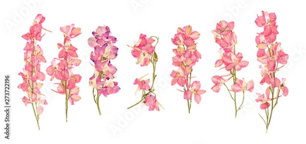 Obraz Rose dried pressed flowers