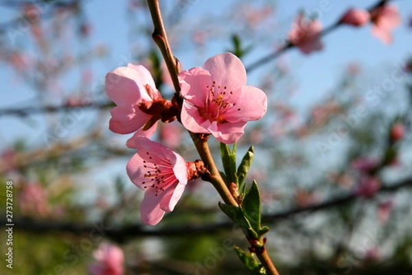 Obraz Flowering branch of peach. Beautiful Peach Flowers.