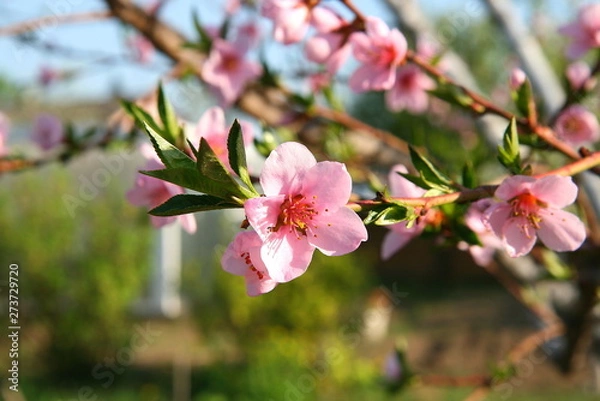 Obraz Sprig of peach in flowers. Spring bloom.