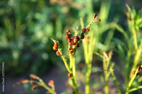 Obraz Colorado beetles destroyed potato bush.