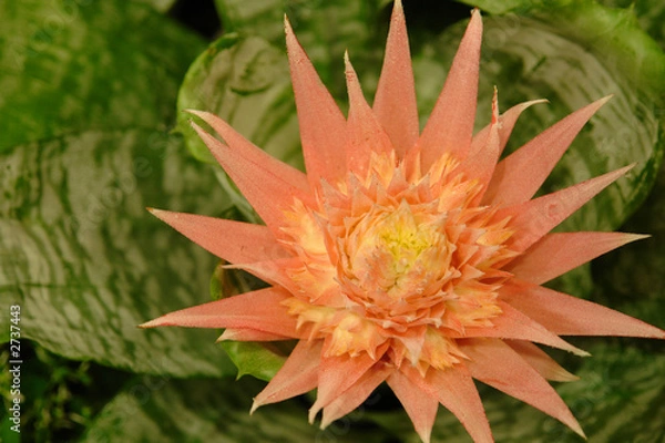 Fototapeta african protea