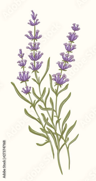 Fototapeta lavender vector flora herbarium Nature summer spring tenderness botany plant grass garden gardener leaves foliage greenery vegetable design meadow herbaceous vegetation