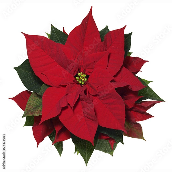 Obraz Poinsettia