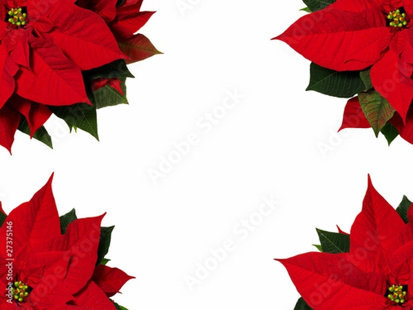 Obraz Red Poinsettia frame