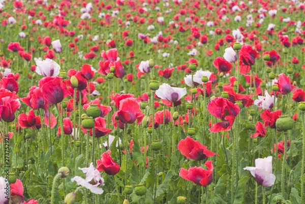 Fototapeta Poppy field with red and white poppies with cloudy sky in the background. The picture can be used as a wall decoration in the wellness and spa area
