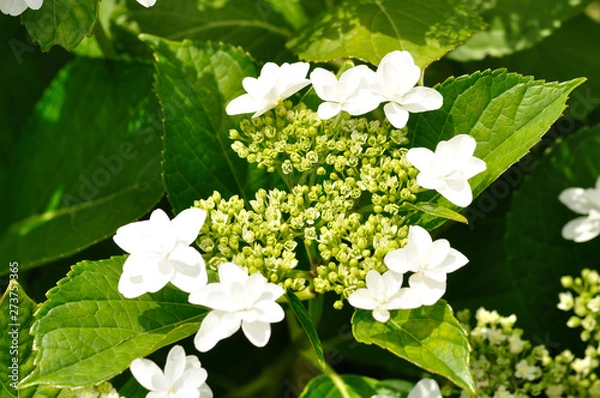 Fototapeta ウエディングドレス