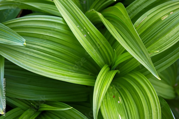 Fototapeta green leafs