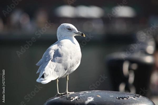 Fototapeta seagull on beach