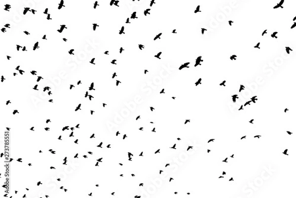 Obraz Large flock of black birds on white sky.