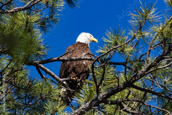 Obraz Bald Eagle on branch