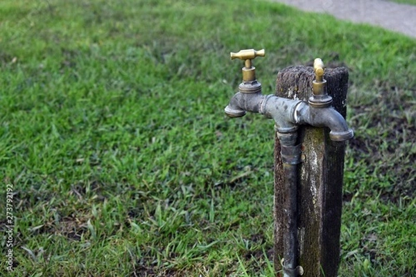 Obraz Two headed tap in a field