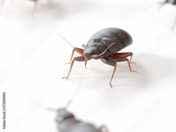 Fototapeta 3d rendered medically accurate illustration of a bed bug on white background