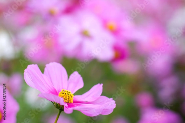 Obraz ピンクのコスモスの花