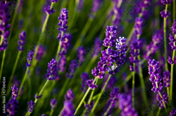 Fototapeta Lavender full frame texture, selective focus.