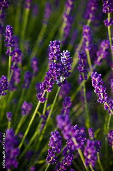 Fototapeta Lavender full frame texture, selective focus.