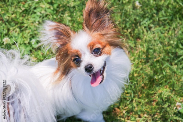 Obraz パピヨン　ミミ