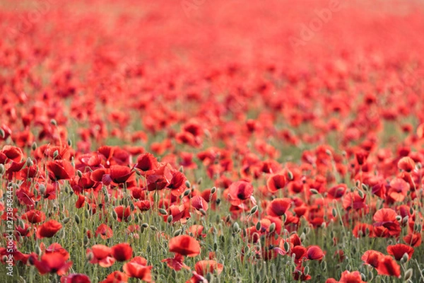 Fototapeta red poppies in poppy field
