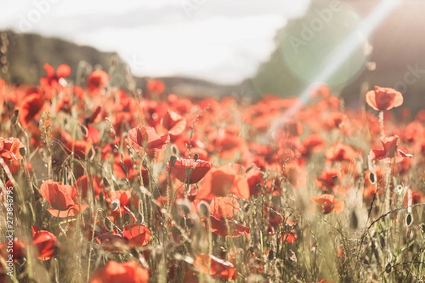 Obraz Red poppy in field of poppies