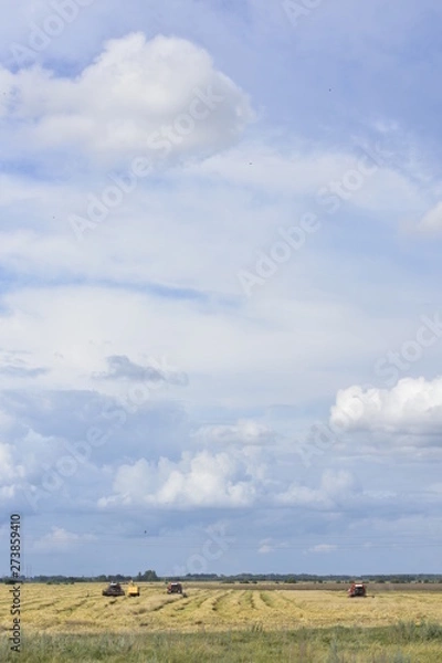 Obraz field and blue sky