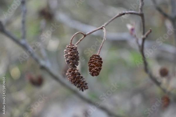 Obraz pine cone on a tree