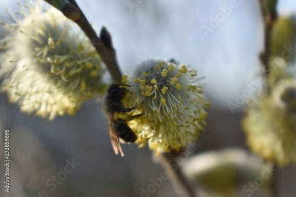 Obraz bee on a flower