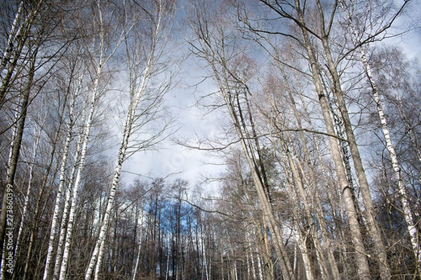 Fototapeta trees in winter