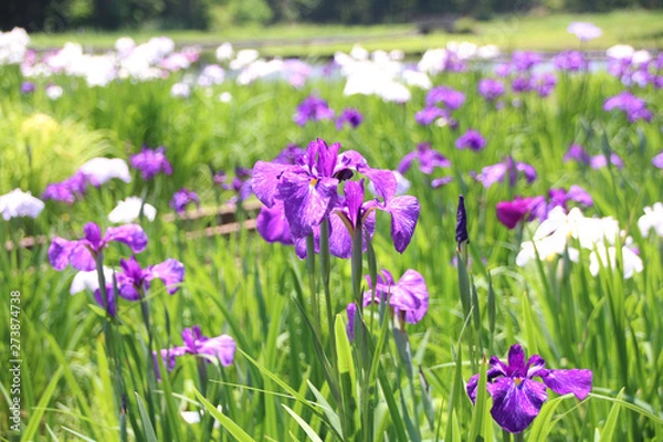 Fototapeta 真岡市井頭公園　ハナショウブ