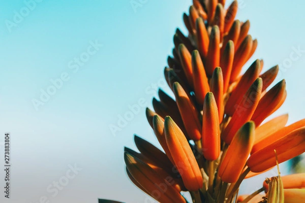 Fototapeta Close-up of a cluster of buds of an aloe arborescens plant
