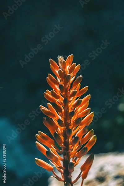 Fototapeta Close-up of the top of a raceme of aloe arborescens