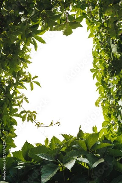 Obraz green leaf frame on white background