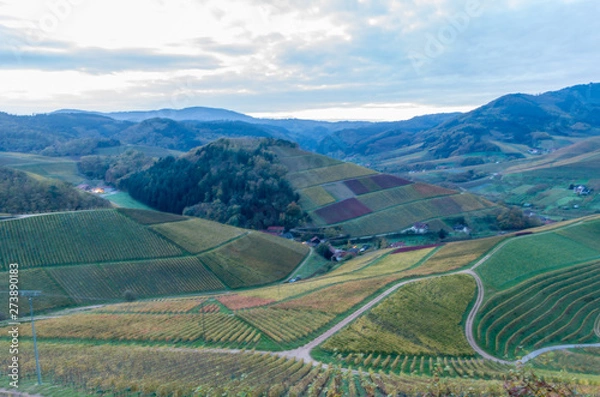 Fototapeta Vignoble 48