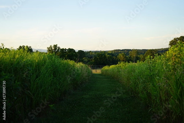 Obraz Garden Path of Grass and Low Brush on a Farm