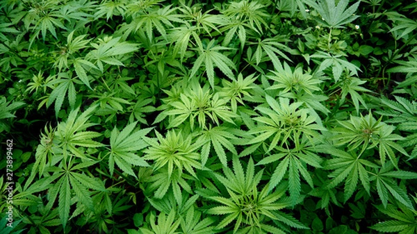 Obraz Pole konopi latem