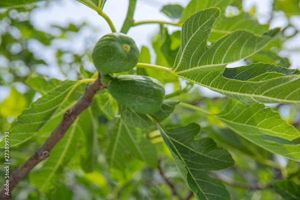 Fototapeta 未熟のいちじく