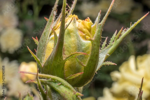 Obraz Rosebud. Detail close up. Macro photography