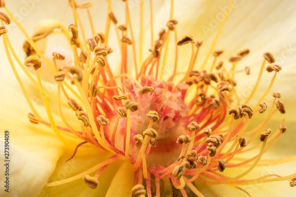 Obraz Stamens and rose petals. Detail close up. Macro photography