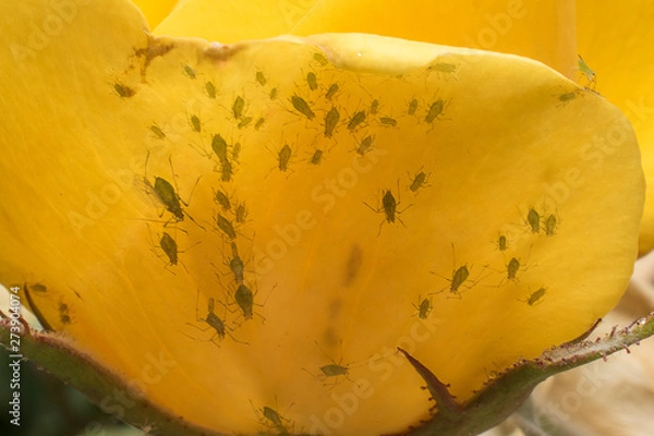 Obraz Aphids in a rosebud. Detail close up. Macro photography