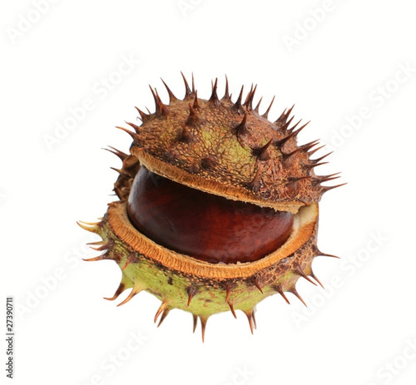 Obraz conker