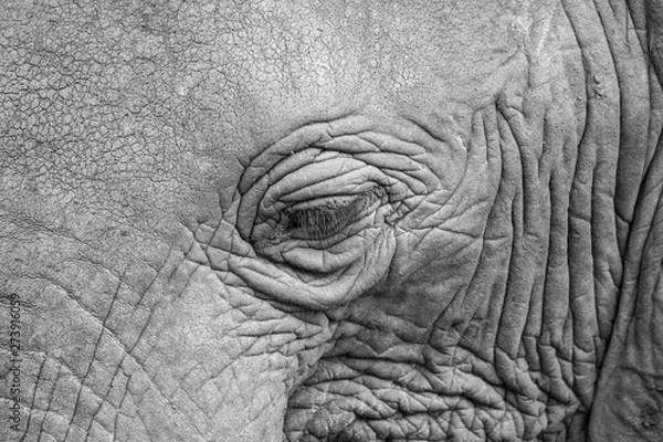 Obraz Elephant close-up