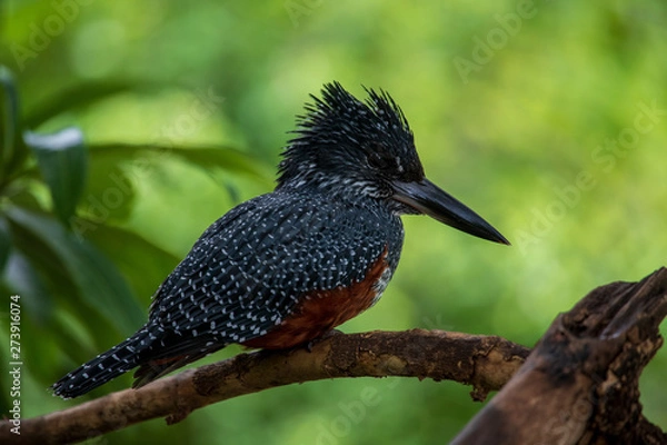 Obraz Giant Kingfisher aiming for target