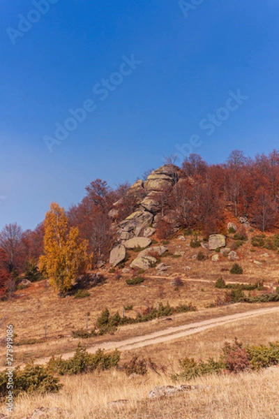 Fototapeta tree in autumn