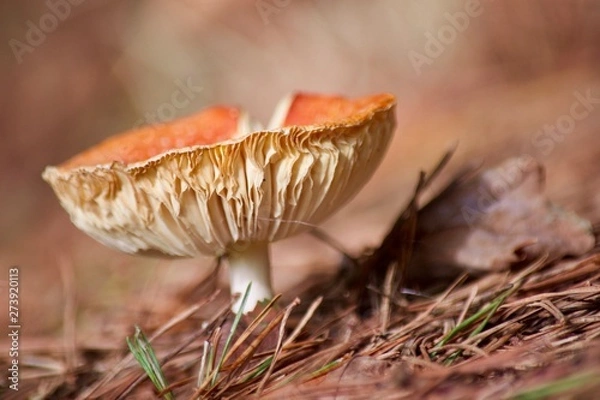 Fototapeta Mushroom